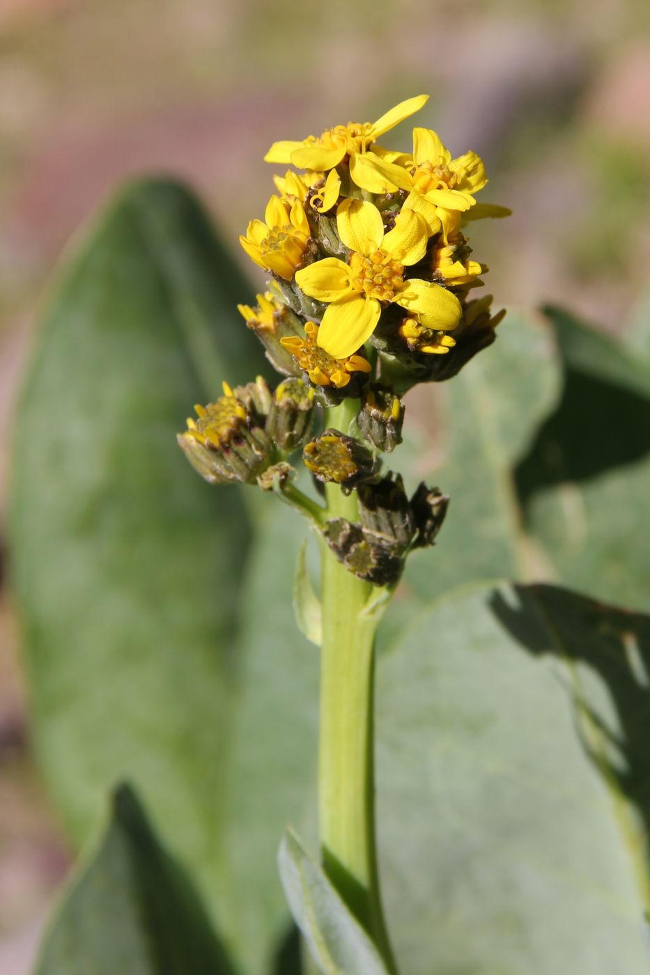 Изображение особи Ligularia alpigena.