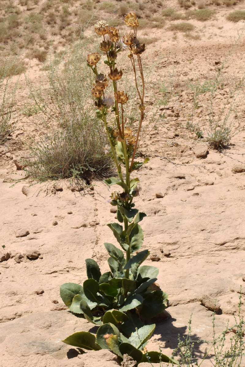 Image of Plagiobasis centauroides specimen.