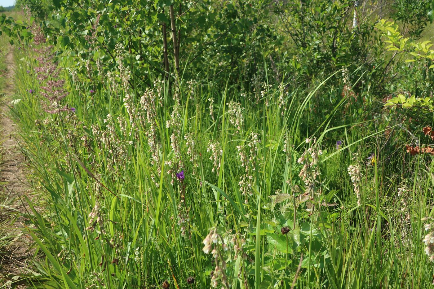 Image of Epipactis palustris specimen.