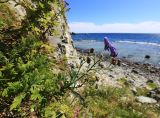 Aconitum sichotense