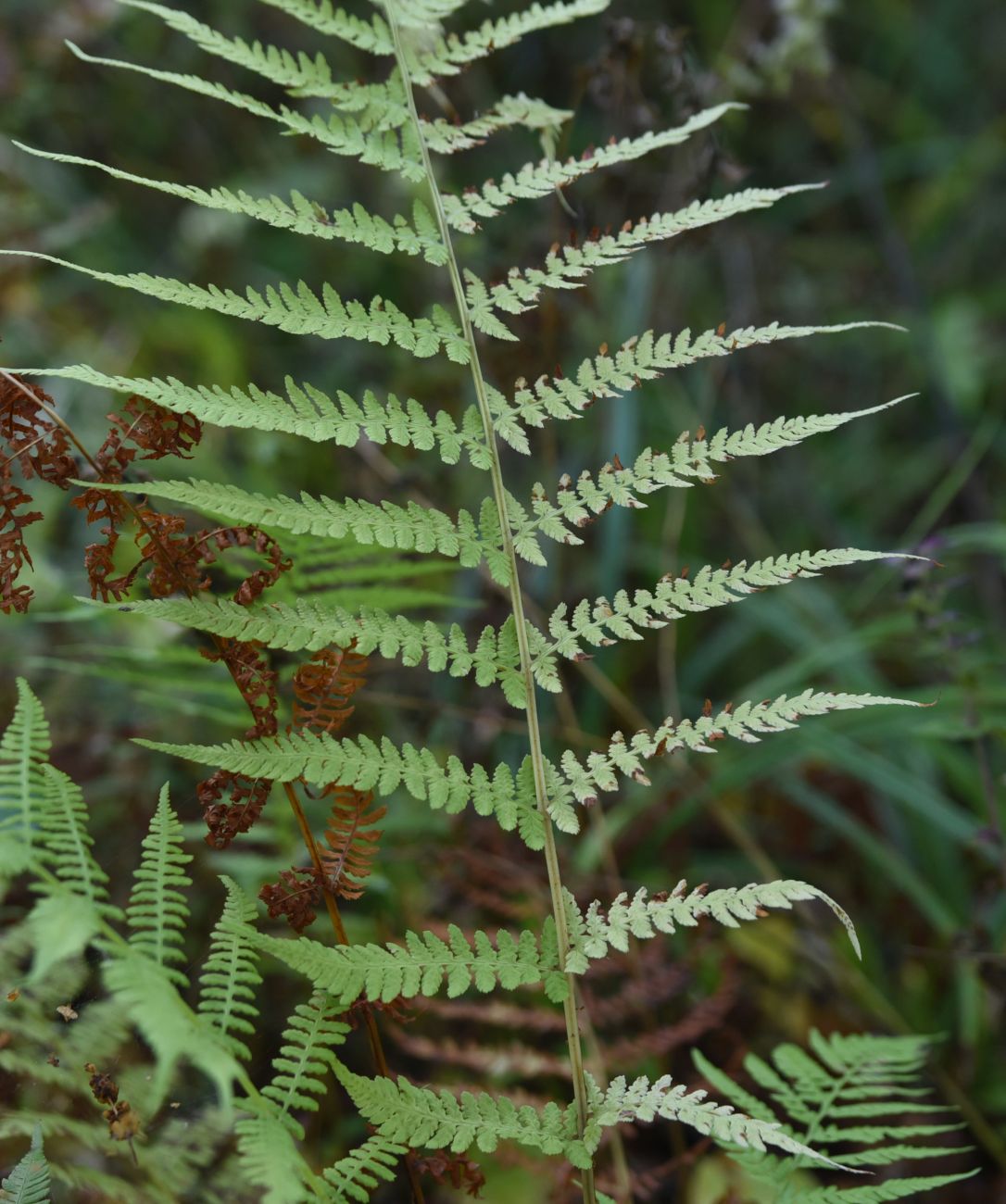 Image of Athyrium filix-femina specimen.