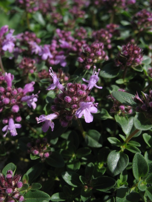 Image of Thymus caucasicus specimen.