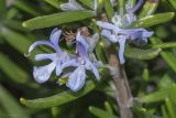 Rosmarinus officinalis