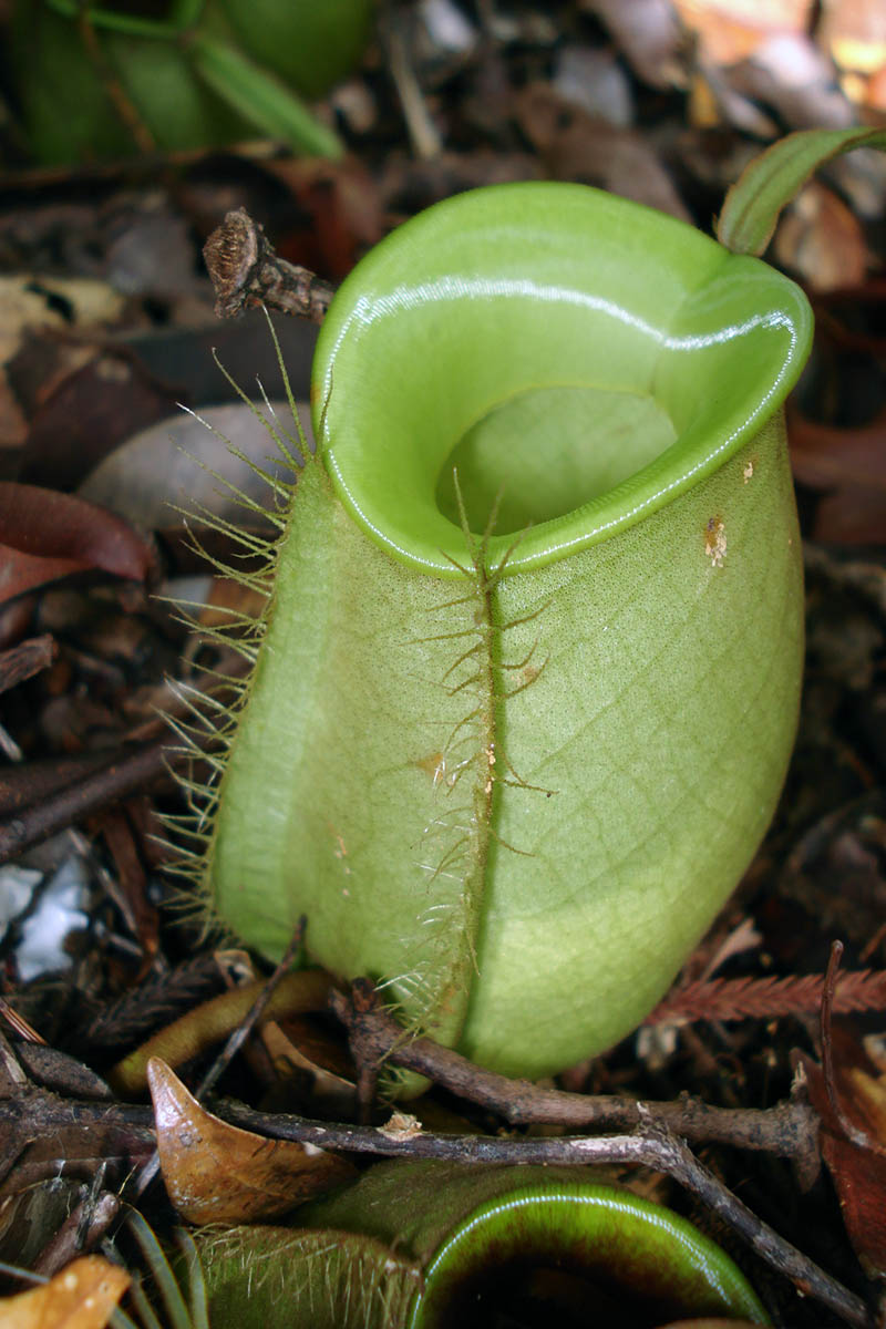 Изображение особи Nepenthes ampullaria.