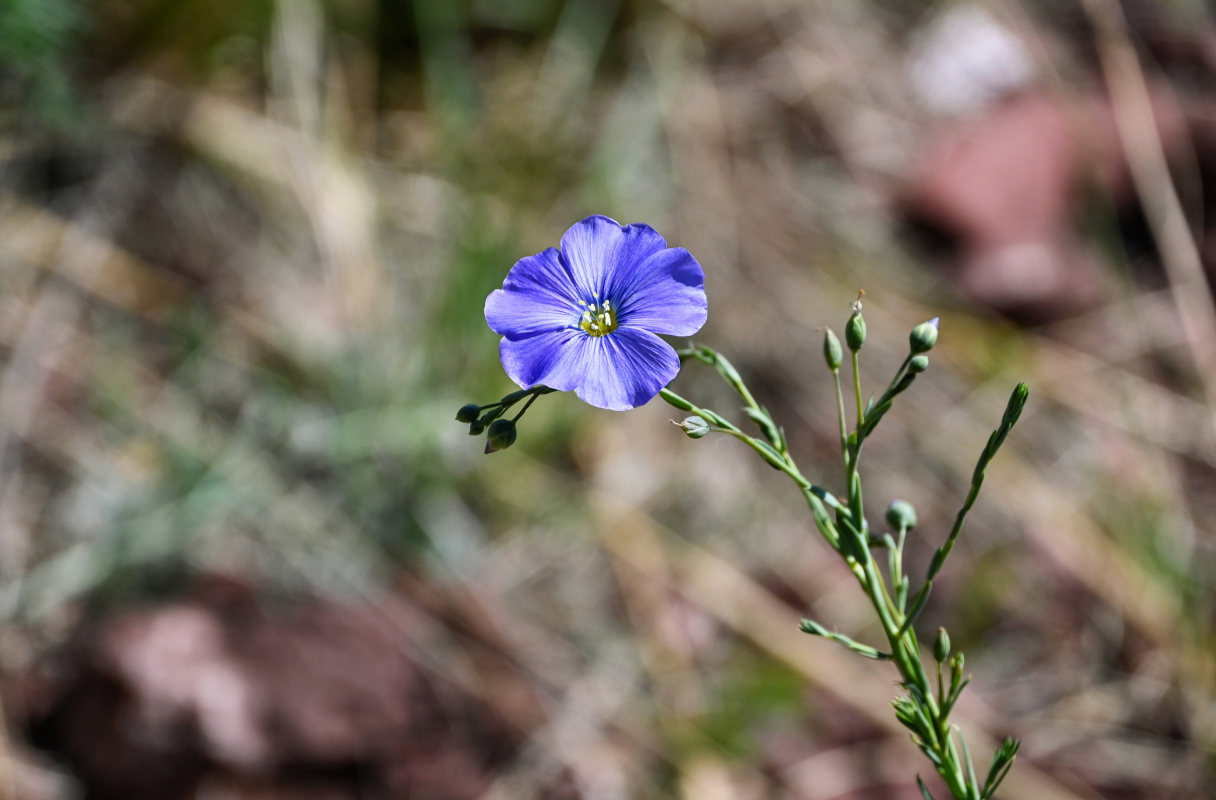 Изображение особи Linum perenne.