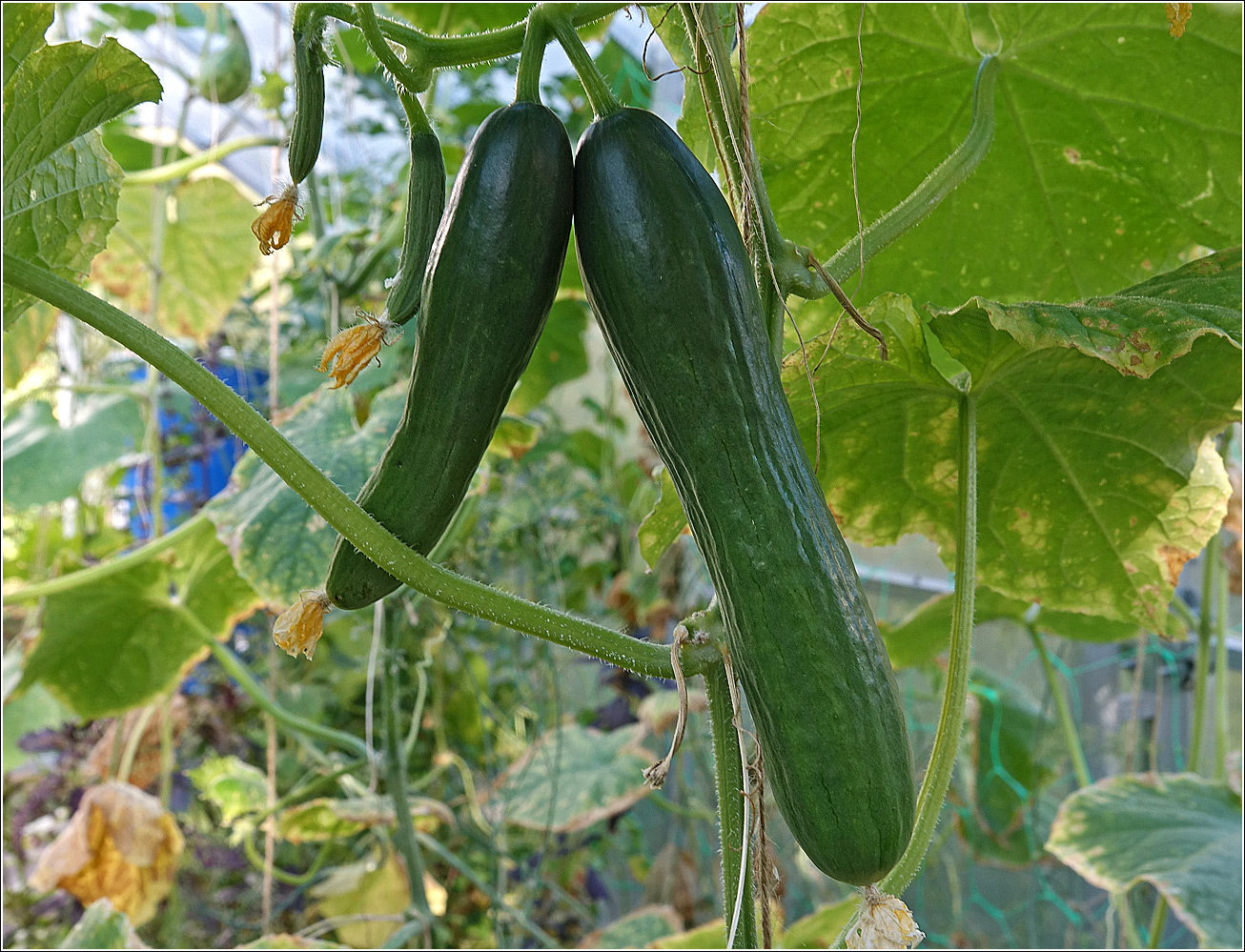 Image of Cucumis sativus specimen.