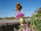 Acroptilon repens. Соцветие с кормящейся бабочкой червонец пятнистый (Lycaena phlaeas). Казахстан, г. Тараз, правый берег долины р. Ушбулак (Карасу), у оз. Зербулак. 1 ноября 2022 г.