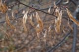 Tilia cordata. Часть покоящейся ветви с сухими соплодиями. Липецкая обл., Данковский р-н, окр. с. Хитрово, верхняя часть балки. 6 ноября 2022 г.