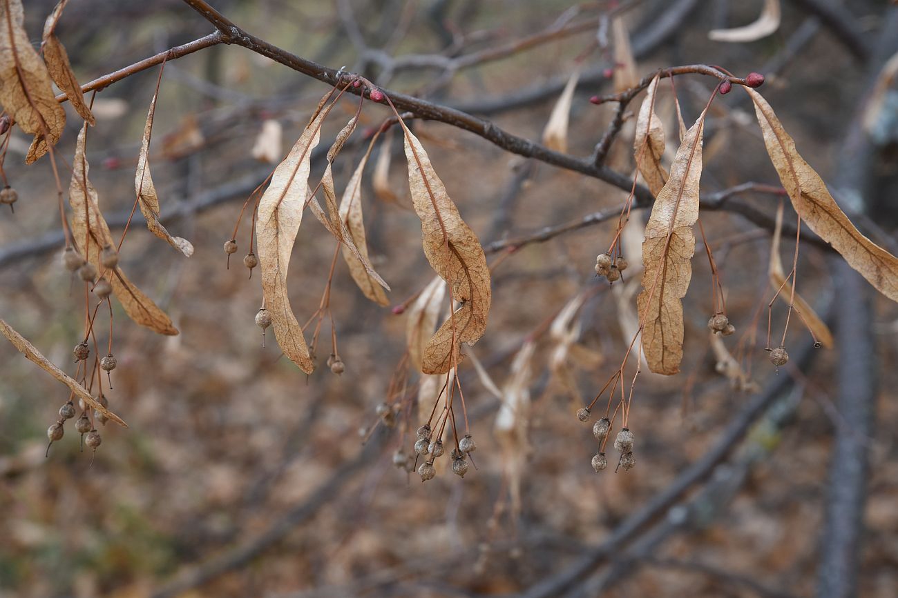 Image of Tilia cordata specimen.