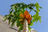 Carica papaya