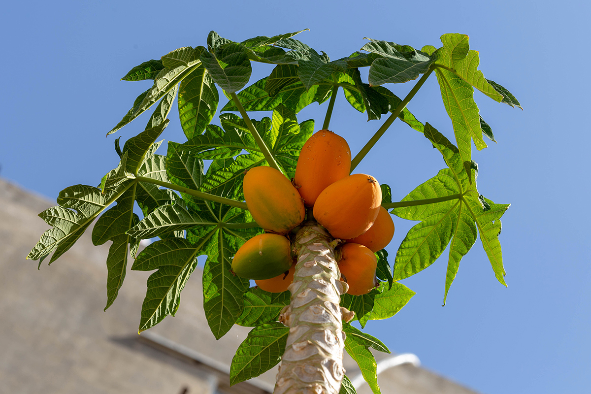 Image of Carica papaya specimen.