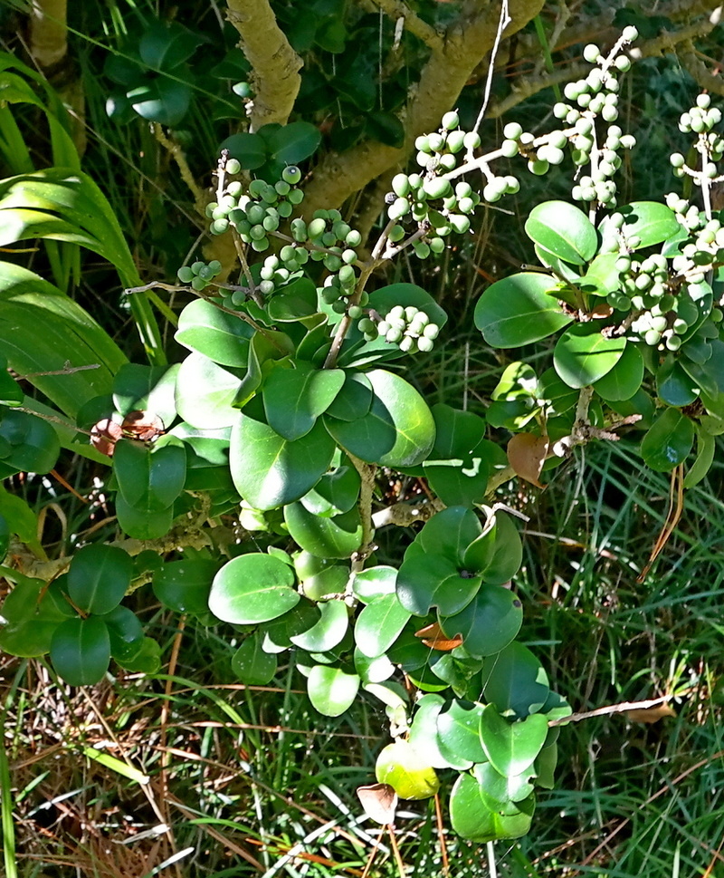 Image of Ligustrum japonicum specimen.