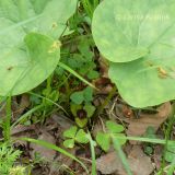 Asarum sieboldii. Цветущее растение. Приморский край, Уссурийский район, Горнотаёжный дендрарий ДВО РАН. 23.05.2010.