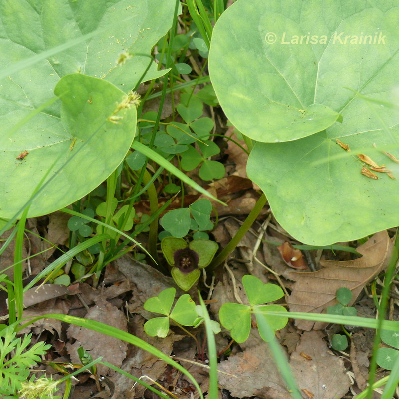 Изображение особи Asarum sieboldii.