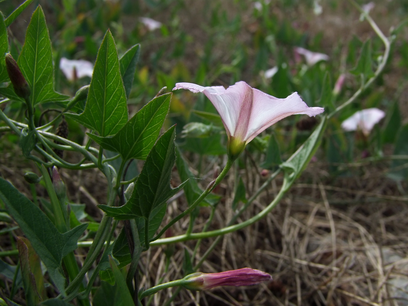 Image of Convolvulus arvensis specimen.