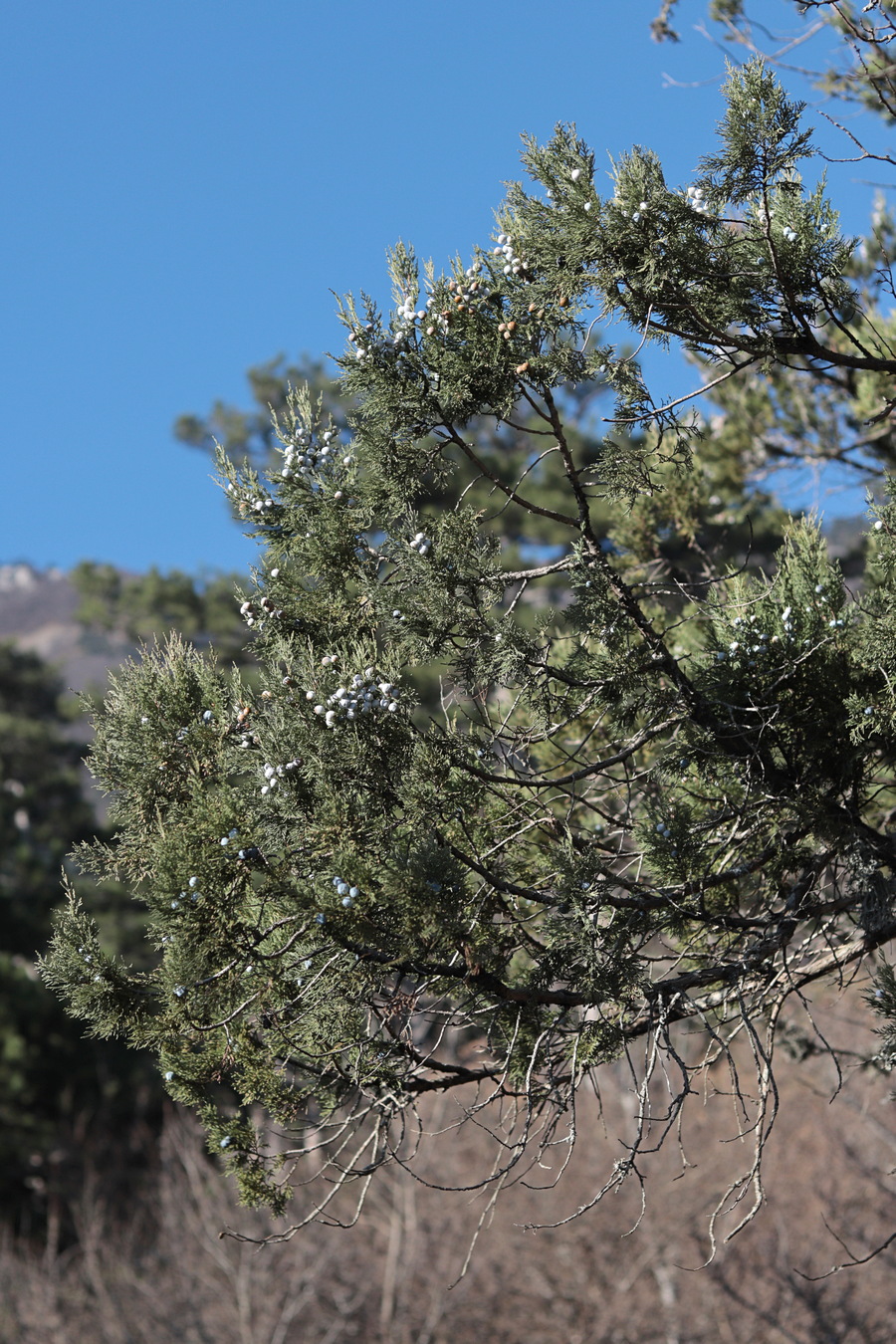 Image of Juniperus excelsa specimen.