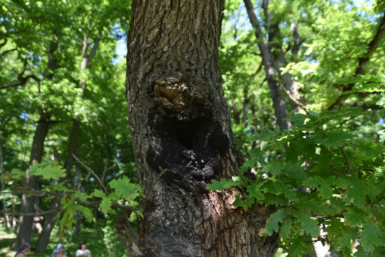 Изображение особи род Quercus.