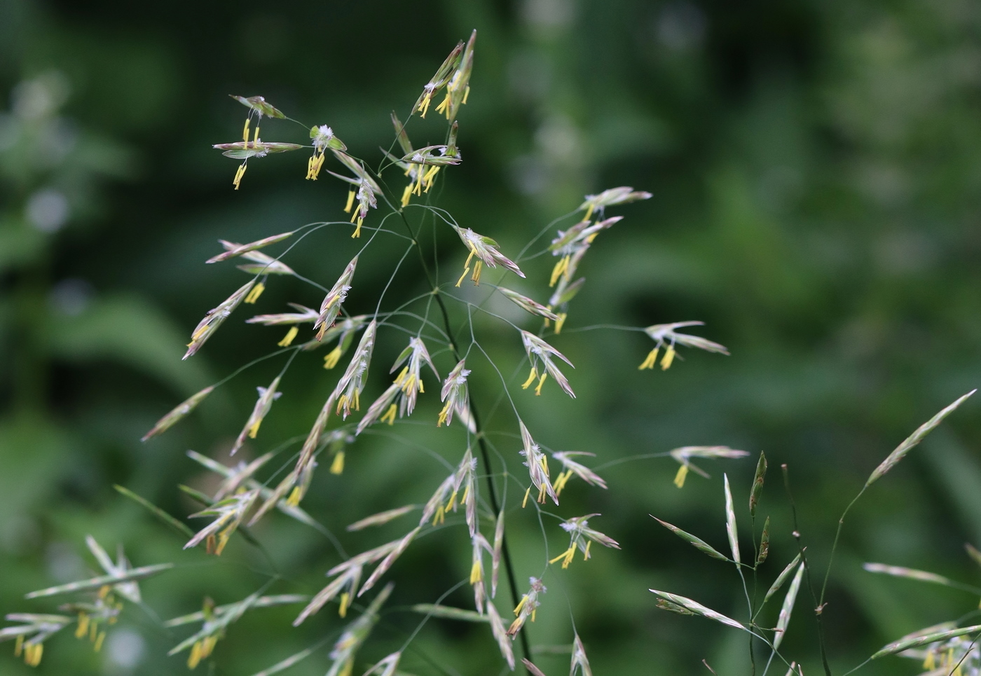 Изображение особи Bromopsis inermis.