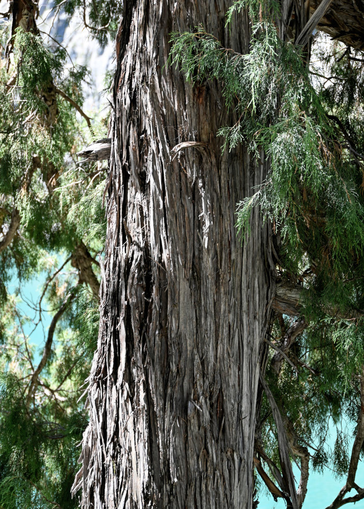 Изображение особи род Juniperus.