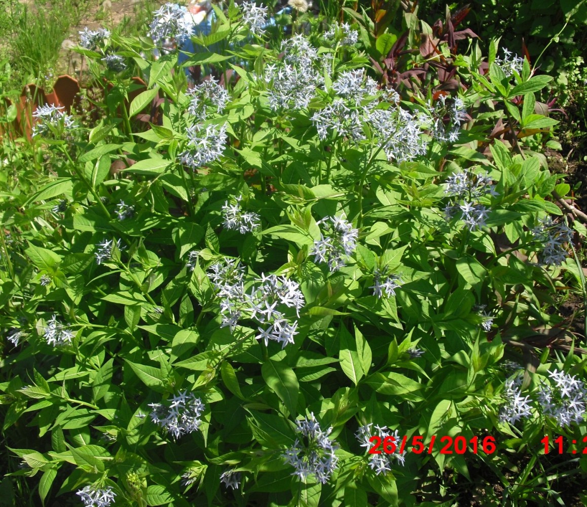 Image of Amsonia tabernaemontana specimen.