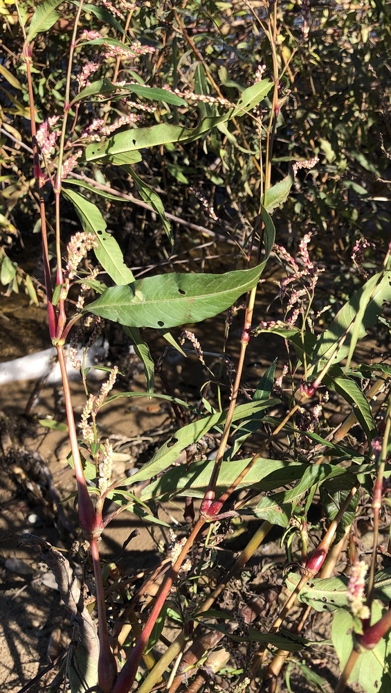 Image of genus Persicaria specimen.