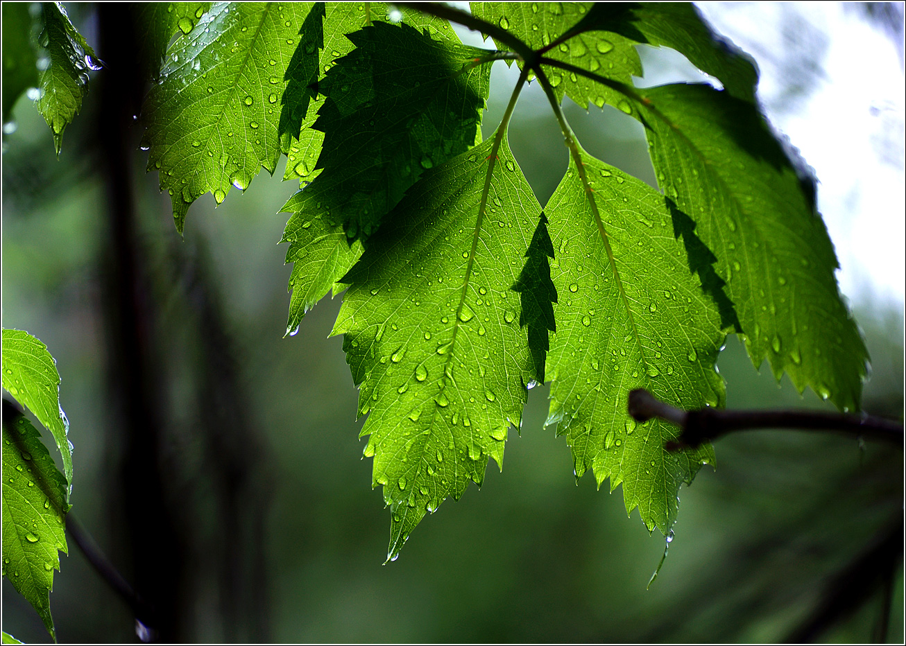 Изображение особи Parthenocissus quinquefolia.