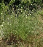 Scabiosa ochroleuca. Крупное цветущее растение. Белгородская обл., окр. пос. Борисовка, остепнённый луг на склоне под дендрарием заповедника. 03.07.2010.