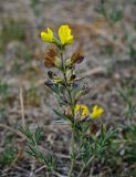 Thermopsis lanceolata. Верхушка побега с соцветием. Хакасия, Аскизский р-н, долина р. Аскиз, степь. 12.06.2022.