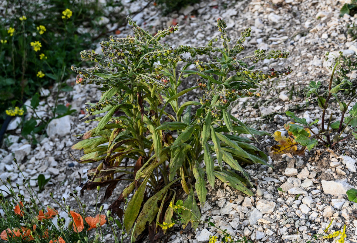 Image of Cynoglossum officinale specimen.