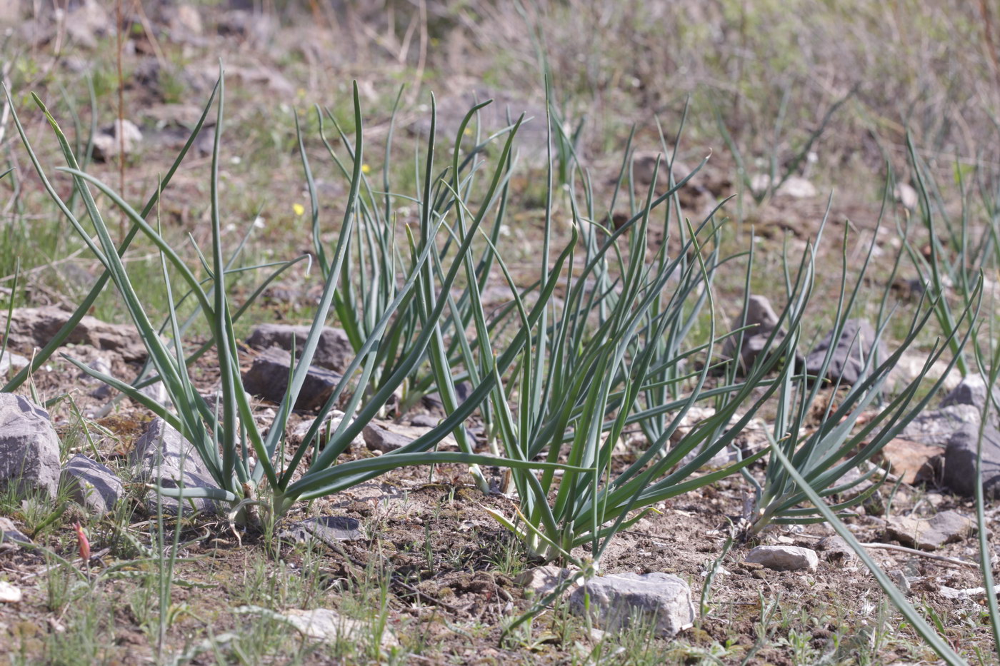 Изображение особи Allium galanthum.