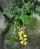 Laburnum anagyroides