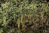 Vachellia nilotica