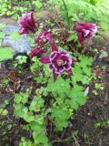 Aquilegia rockii. Цветущее растение (форма с полумахровыми цветками). Московская обл., Щёлковский р-н, в культуре. 03.06.2023.