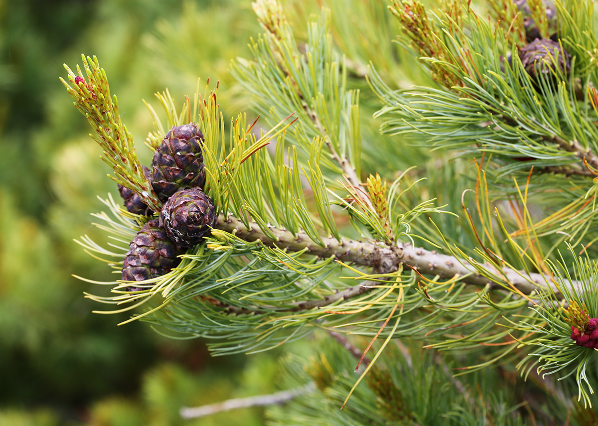 Изображение особи Pinus pumila.