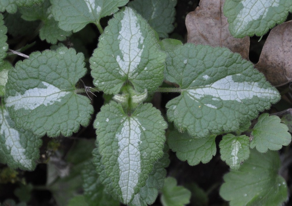 Изображение особи Lamium maculatum.