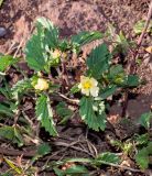 Malvastrum coromandelianum. Цветущее растение. Чили, обл. Valparaiso, провинция Isla de Pascua, г. Hanga Roa, двор гостиницы. 14.03.2023.