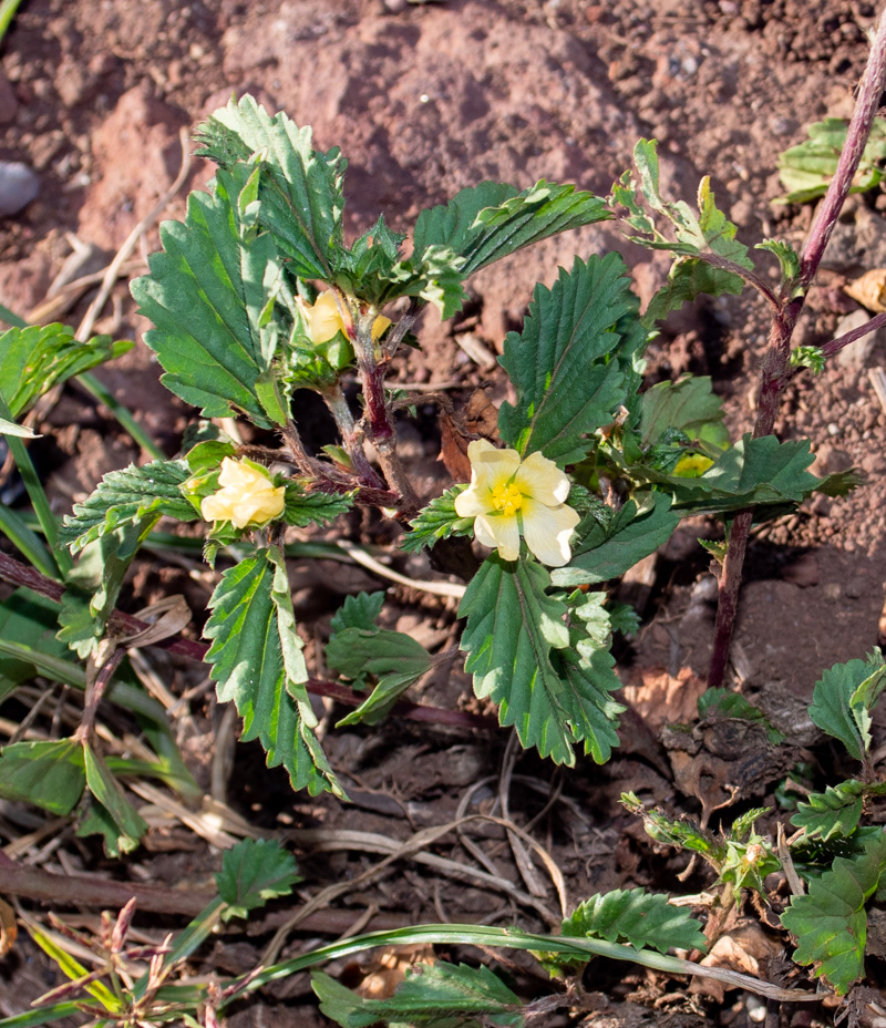 Изображение особи Malvastrum coromandelianum.