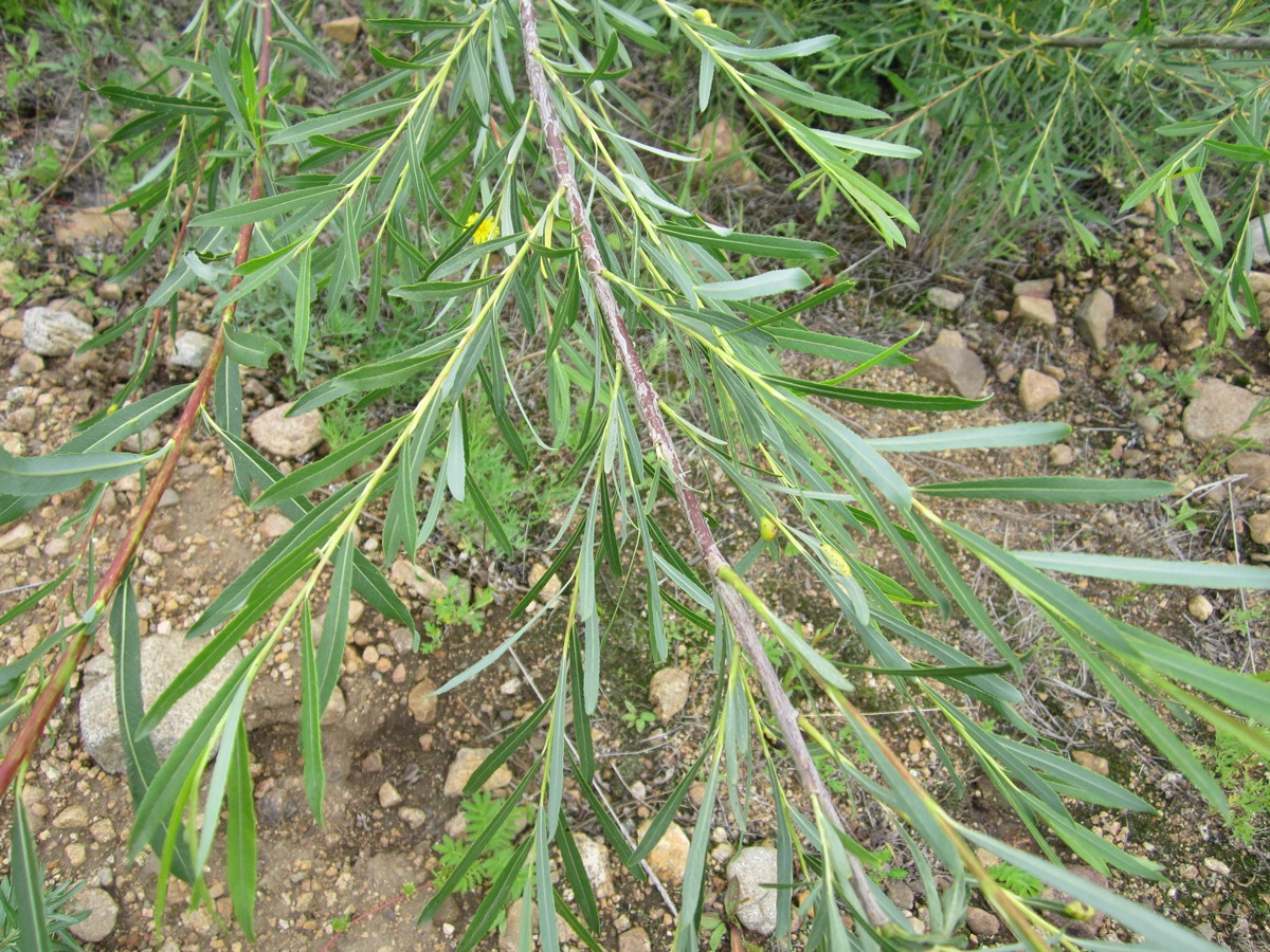 Image of Salix miyabeana specimen.