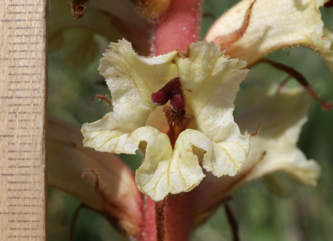 Image of Orobanche alba f. maxima specimen.