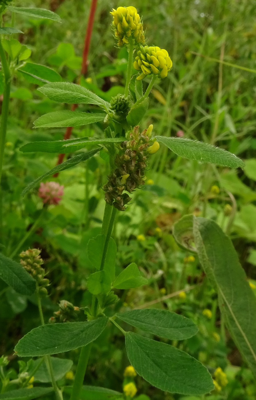 Изображение особи Medicago lupulina.