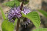 Mentha arvensis