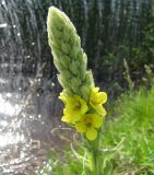 Verbascum thapsus. Соцветие в начале цветения. Ярославская обл., Угличский р-н, дер. Масальское, берег р. Корожечна. 25.06.2010.