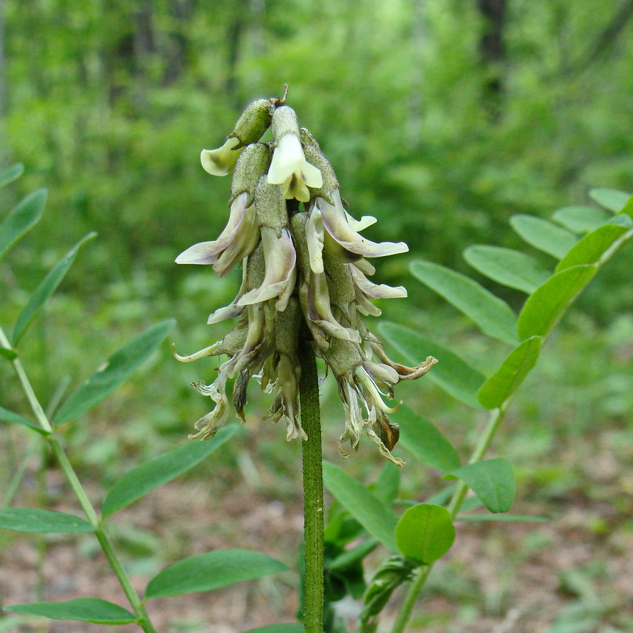 Image of Astragalus schelichowii specimen.