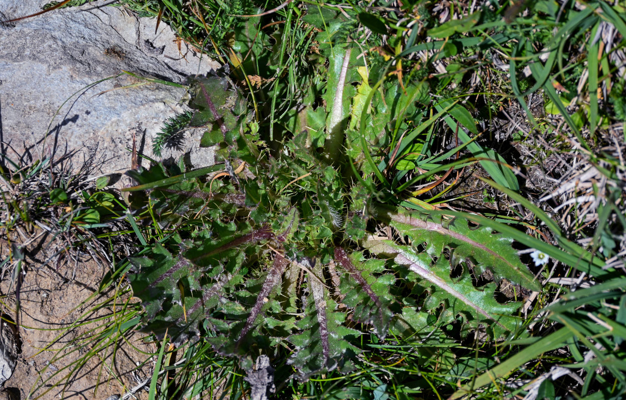 Изображение особи Cirsium esculentum.