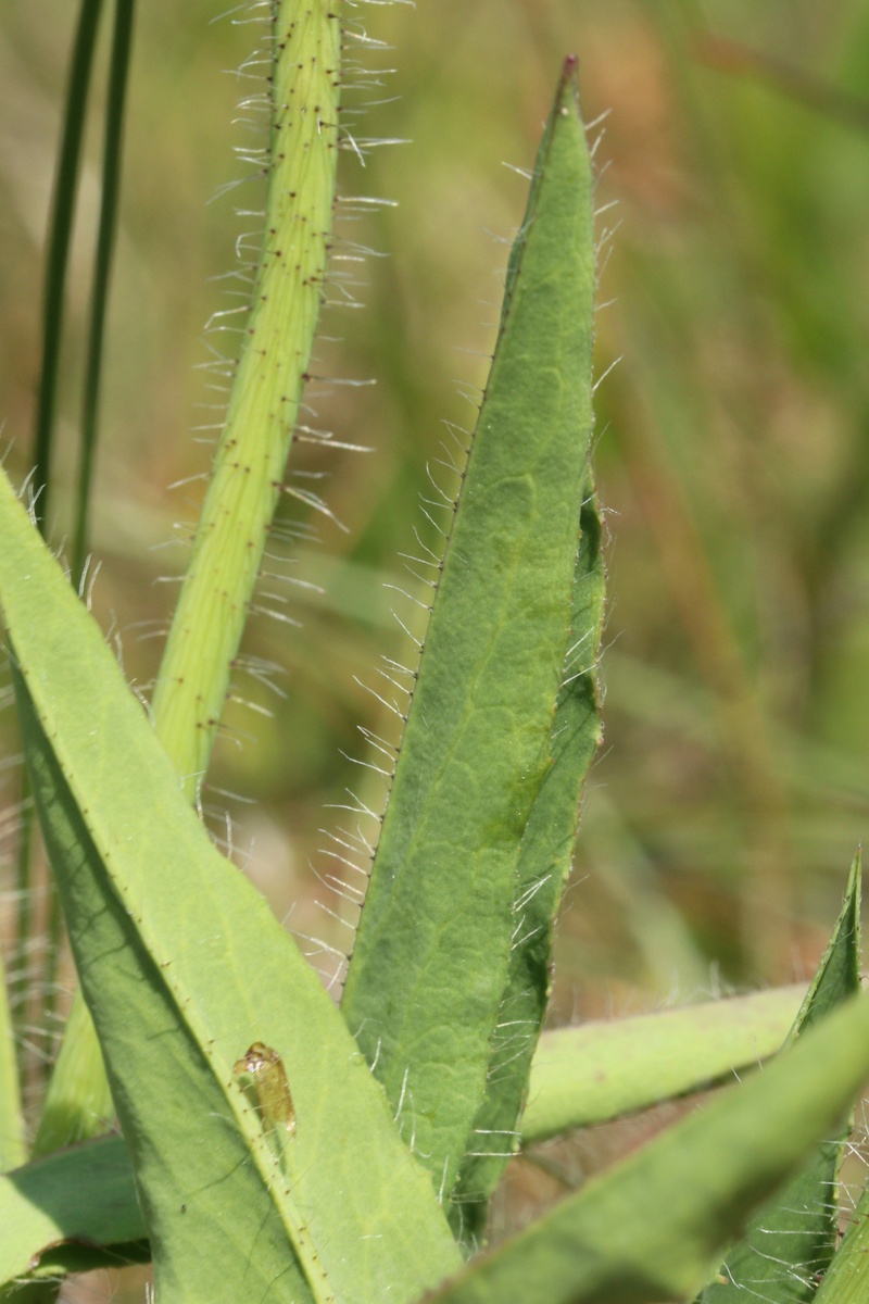 Image of Pilosella praealta specimen.