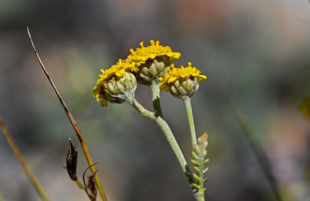Image of Tanacetum aureum specimen.