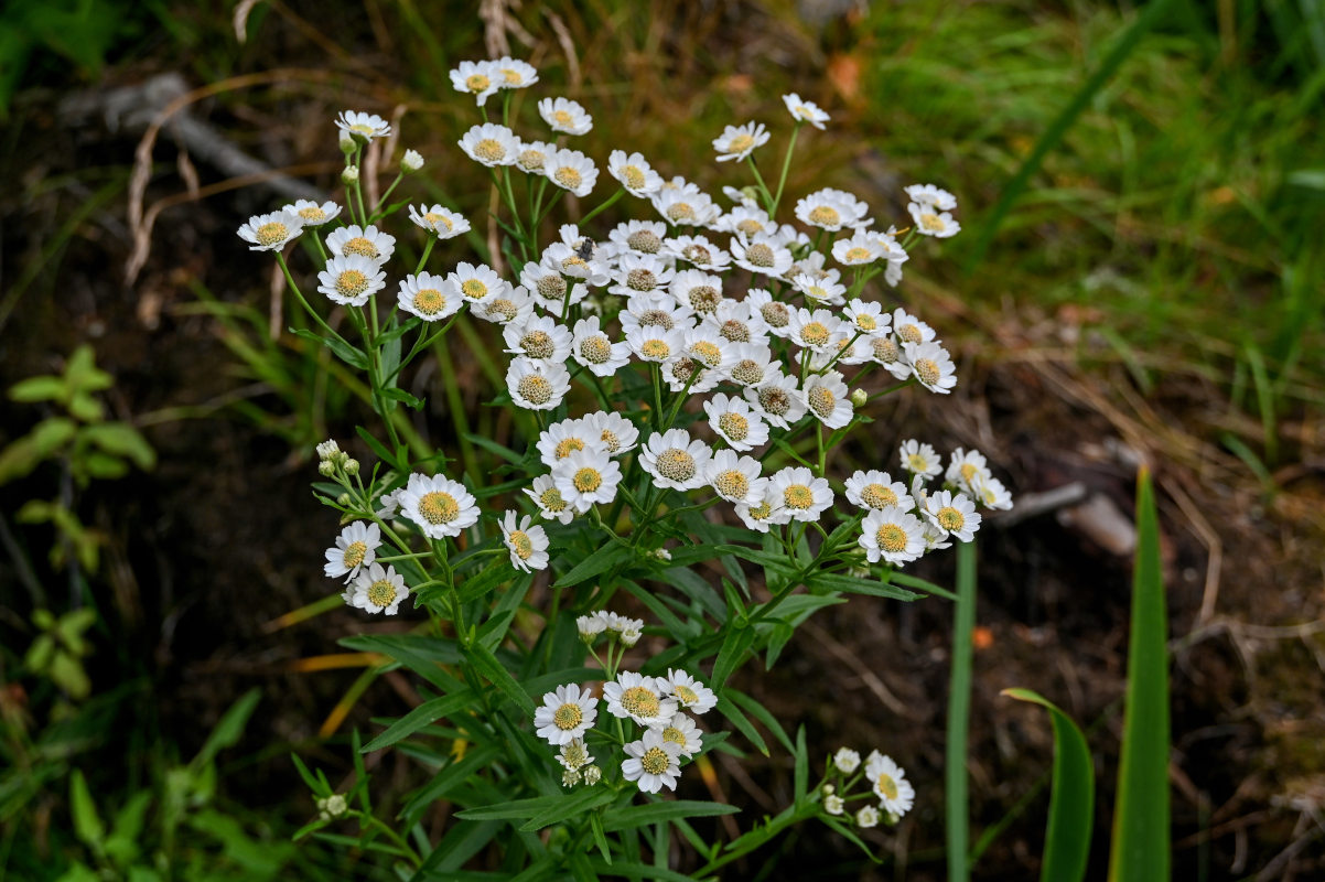 Изображение особи Achillea ptarmica ssp. macrocephala.