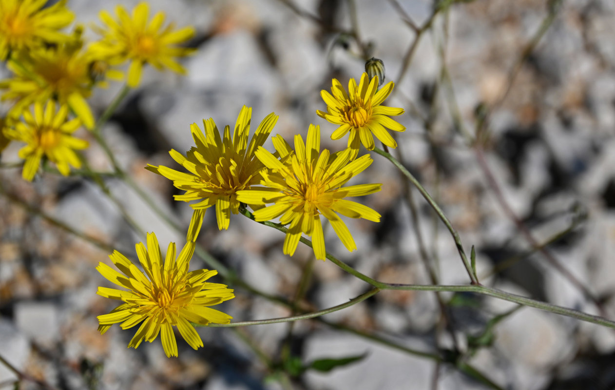 Изображение особи Crepis sonchifolia.