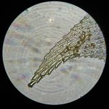 Image of taxon representative. Author is Александр Козловских