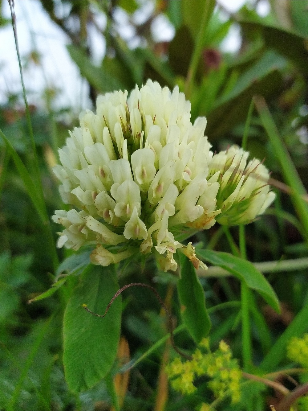 Изображение особи Trifolium canescens.